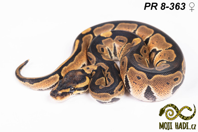 hadi na prodej, mládě, český chov hadů, odchov hadů, mojihadi.cz, Python regius, ballpython, krajta královská, poss het Orange Ghost